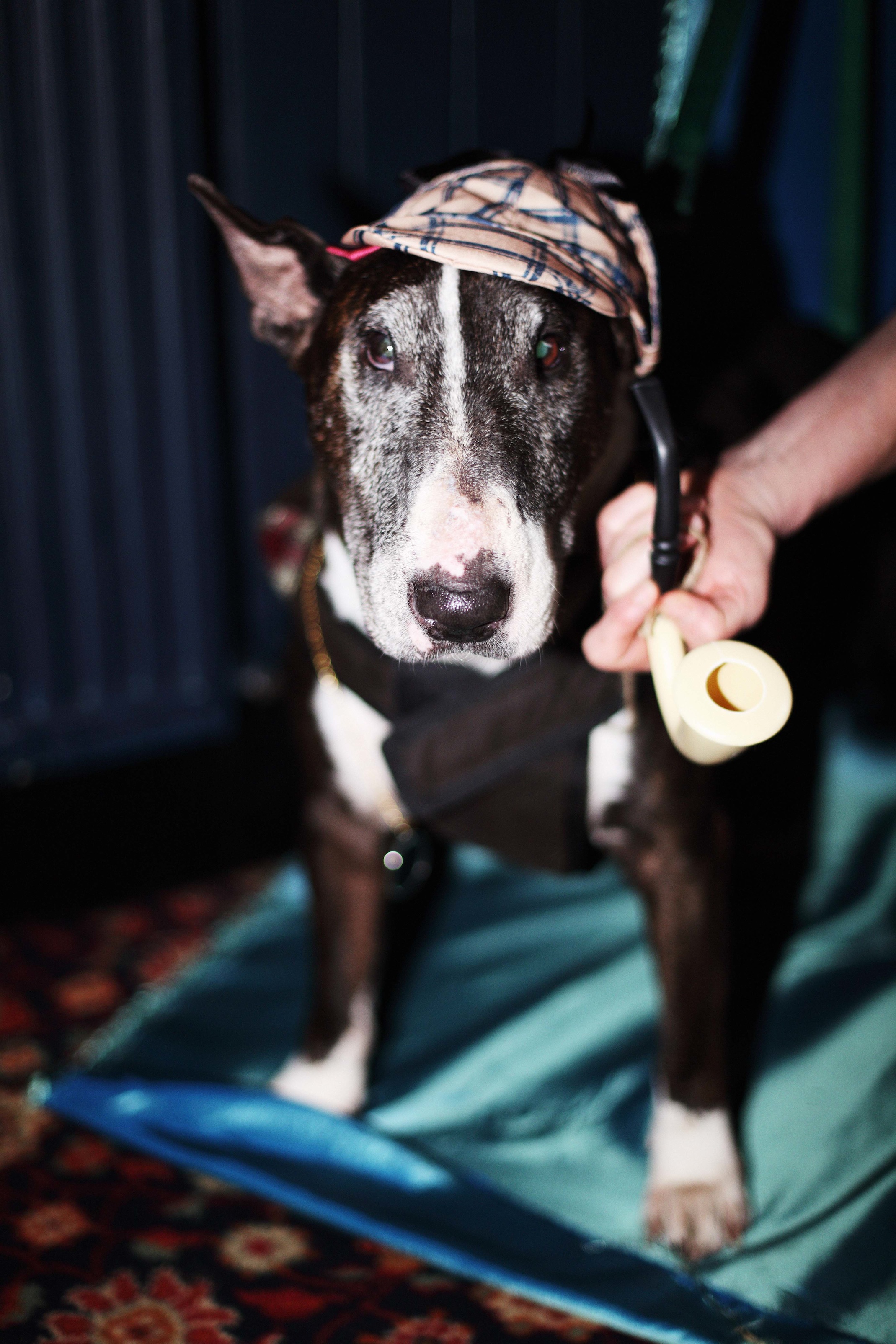 dog-fancy-dress-extravaganza-theme-high-fashion-the-tension-builds