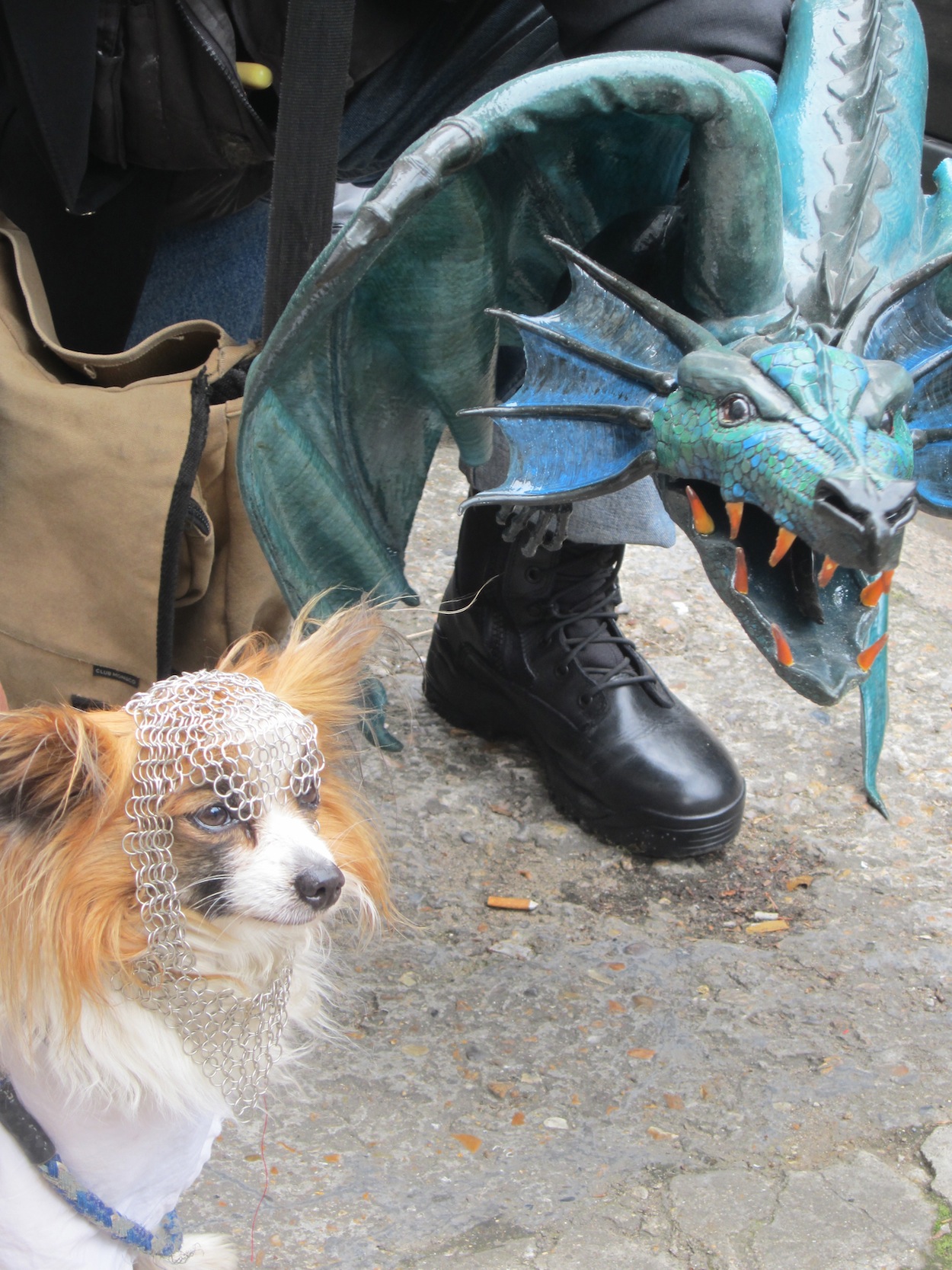 What To Wear When Showing Dogs In A Competition What To Wear When Showing Dogs In A Competition